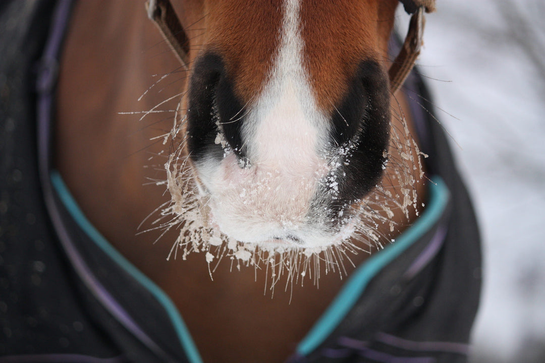 Horse Muzzle with Snow in Winter