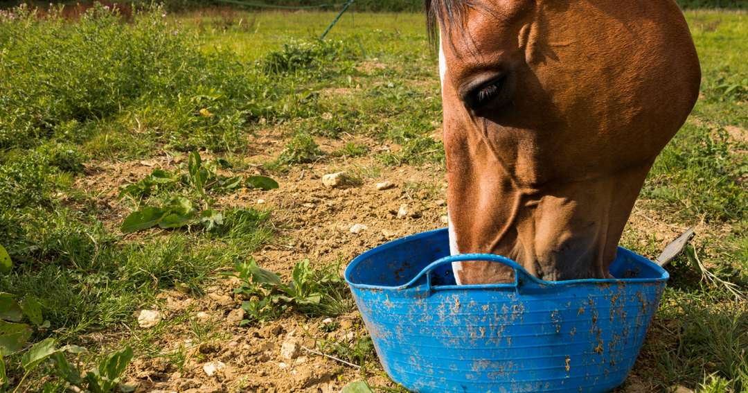 Horse Safety First – Why You Should Read Your Horse Feed Supplement Label Two Ways