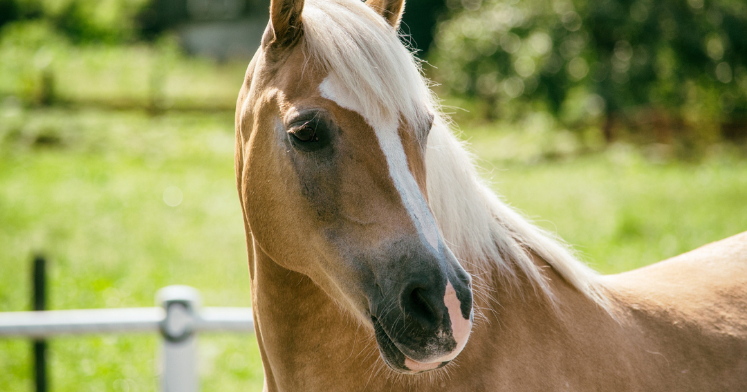 How Can You Minimize the Risk of Equine Metabolic Issues Returning To Haunt Your Horse?