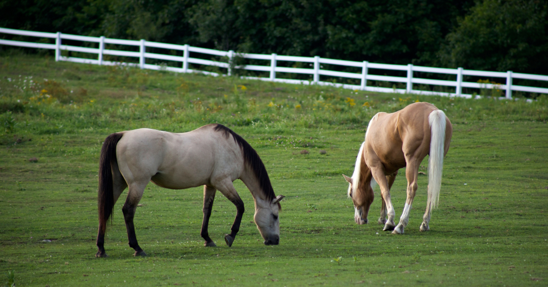 Horses eating grass