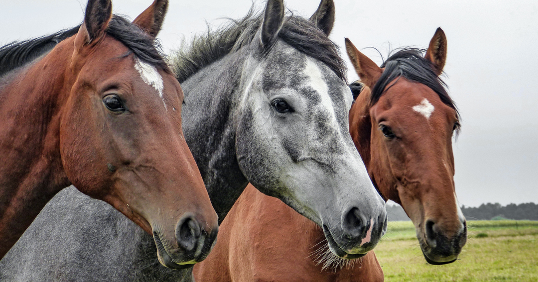 Do You Follow The Equestrian Mantra “We Win Our Ribbons At Home; We Just Go To The Shows To Collect Them”?