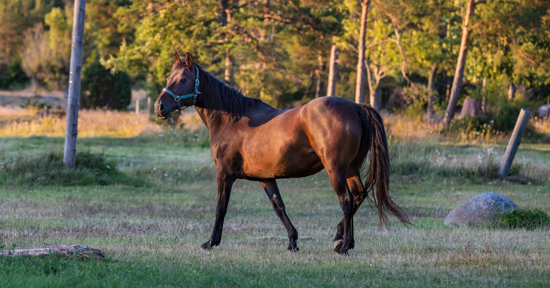 This Old Horse – Keep Your Senior Active and Useful