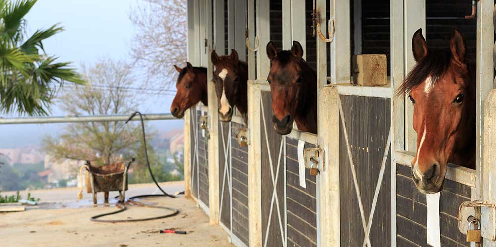 Why Are Horse Supplements Important In The Modern Equine Diet?