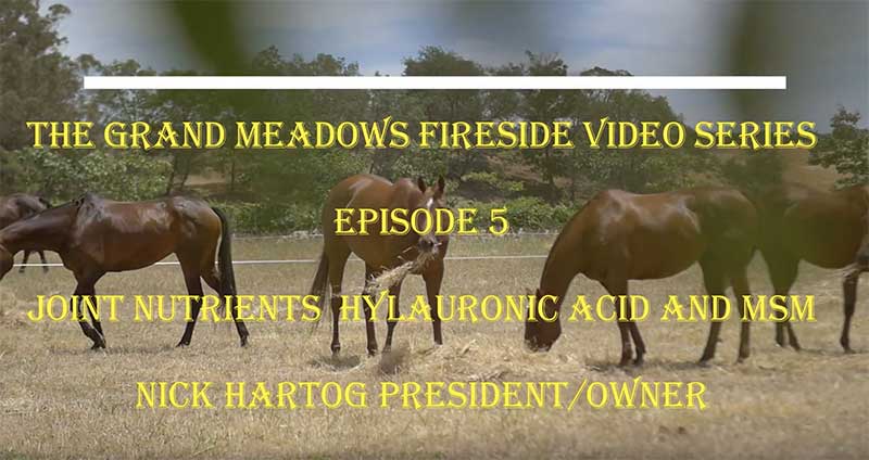 Hyaluronic Acid and MSM in Horse Joint Supplements