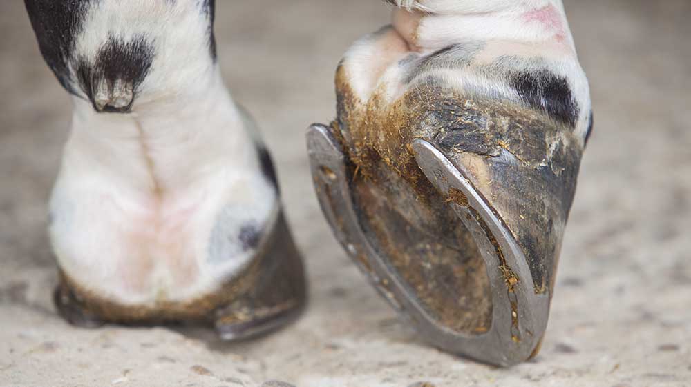 Another perspective in understanding Hoof Supplements
