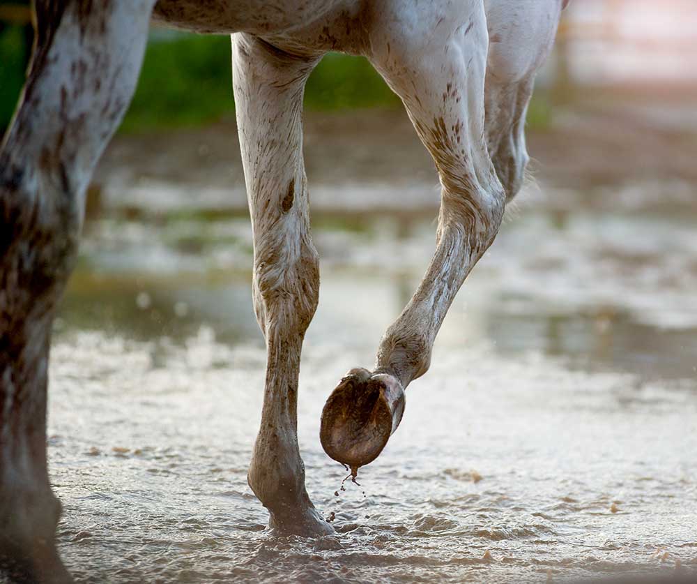 Training Your Horse in Rainy Weather