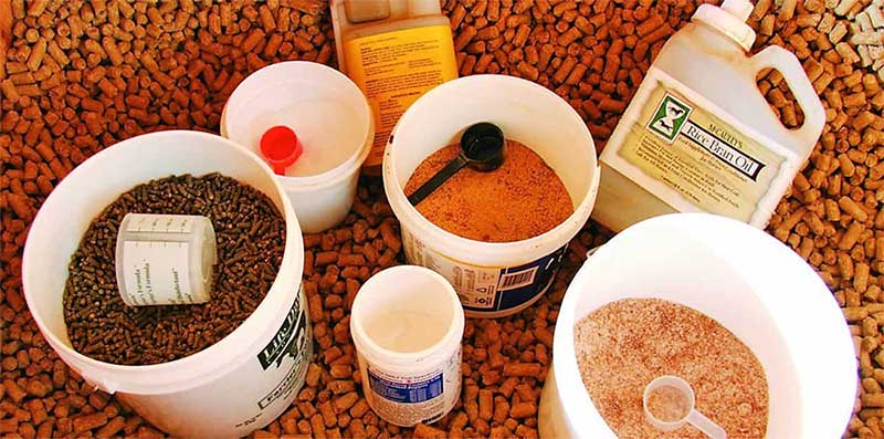 Do All Horses Need Supplements?