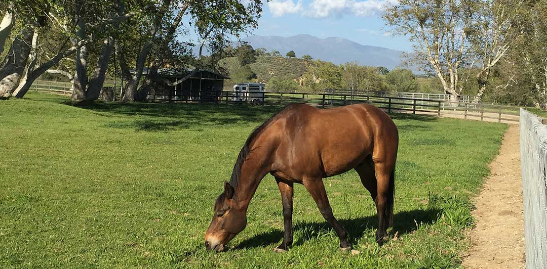 Why have Digestion Supplements become one of the most hyped up categories in the equine supplement market?