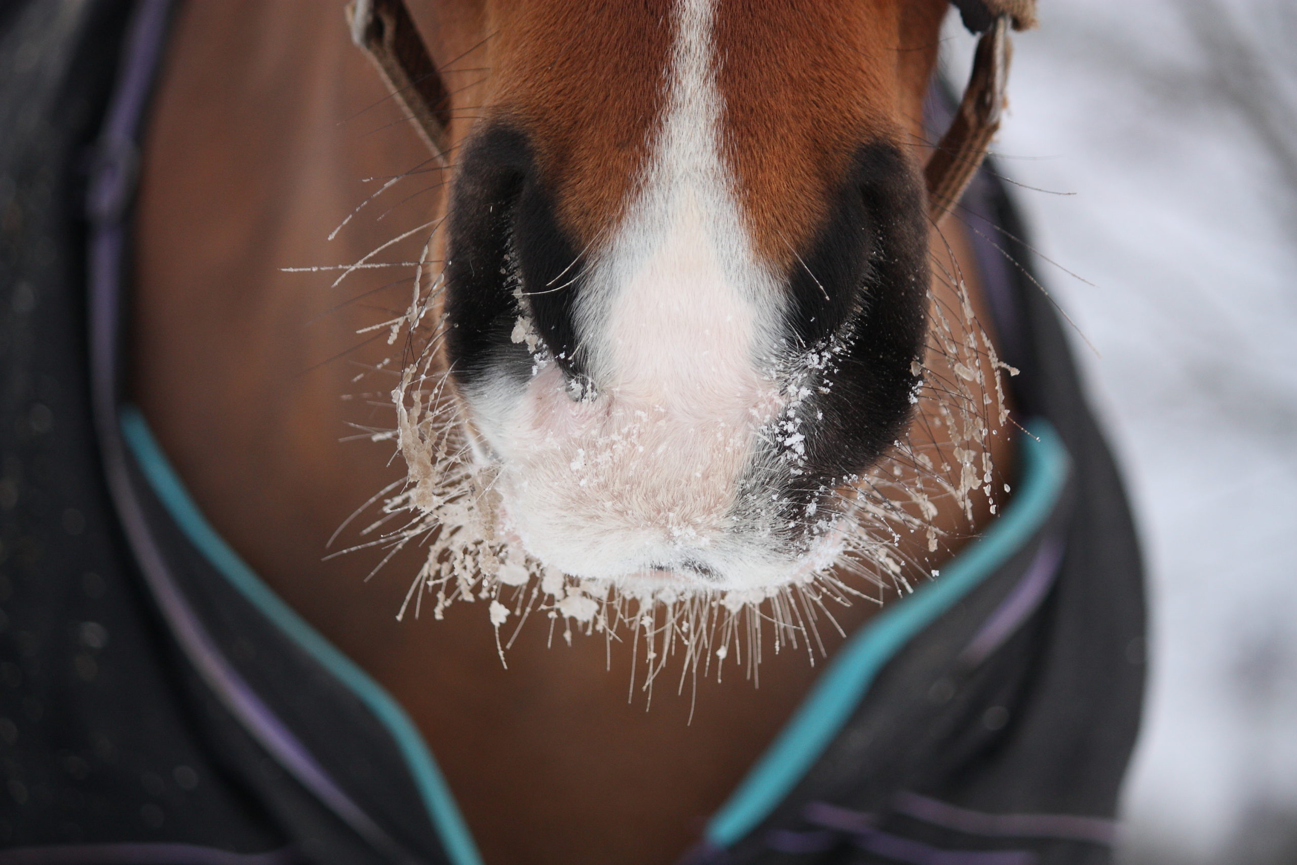 Your horse's coat - types of horse hair and how it grows 