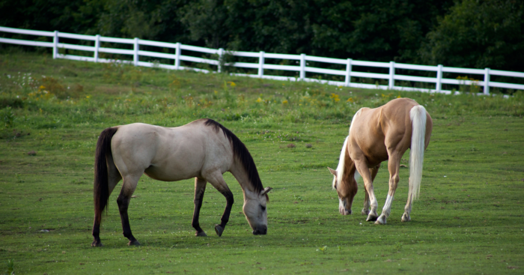 Horses eating grass