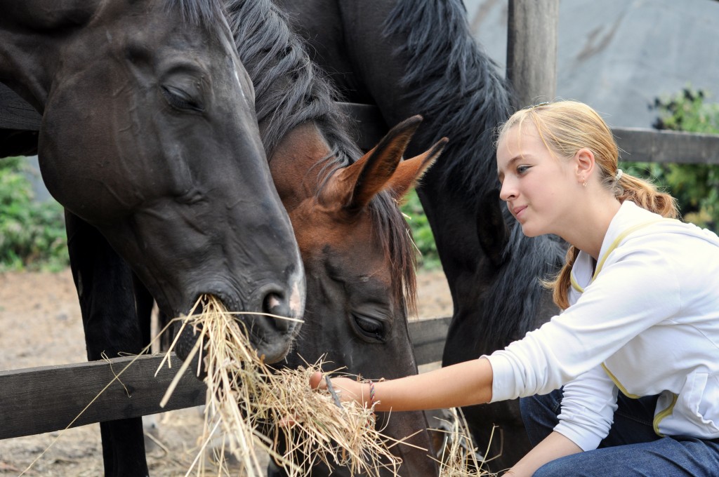 Horse hay quality: is what you're feeding good enough? - Your Horse