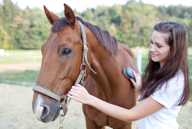 Supplements Help Horse Coat, Health & Shine