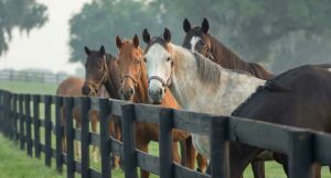 Minimize the Risk of Equine Metabolic Issues